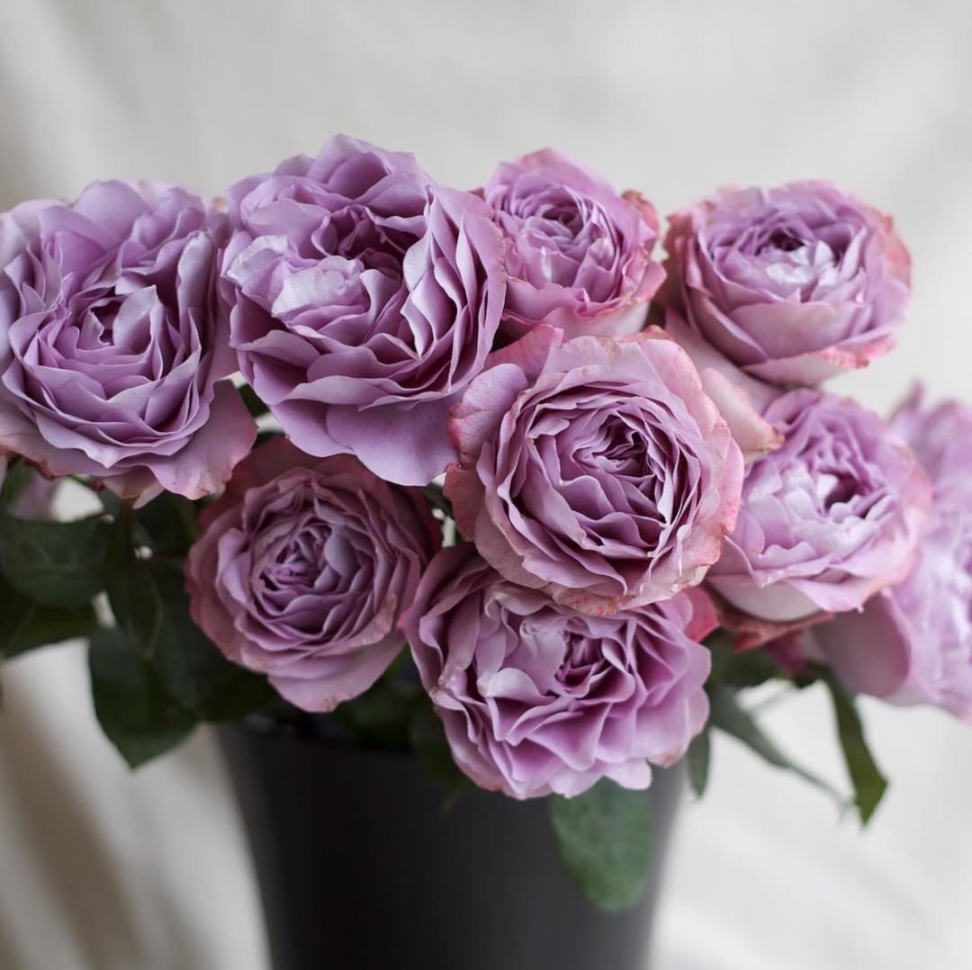 5 Heavenly Lavender Roses that You Will Love Lavender Bouquet Rose