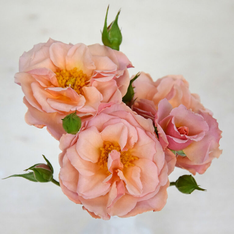 Wedding roses Parfum Flower Company