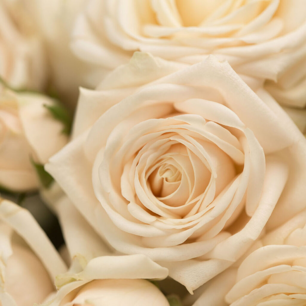 Wedding roses Parfum Flower Company