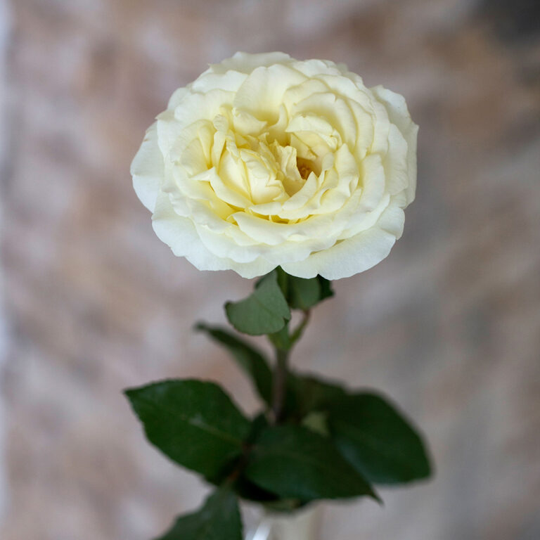 Roses - Parfum Flower Company