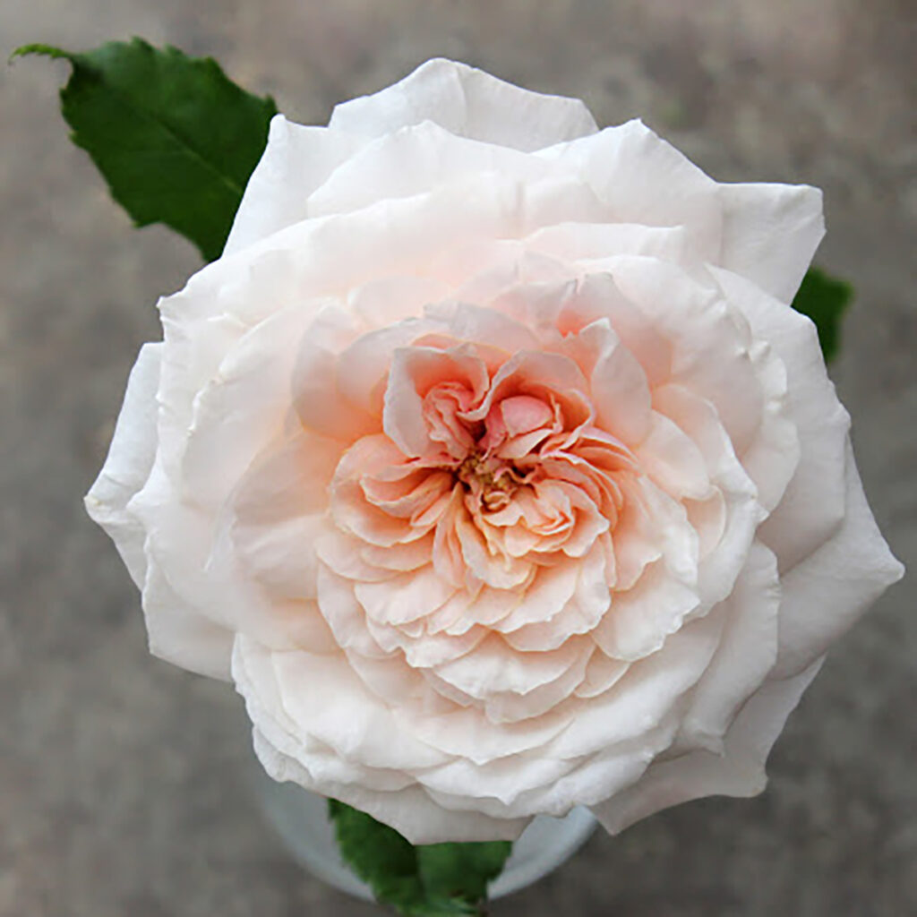 Roses Parfum Flower Company