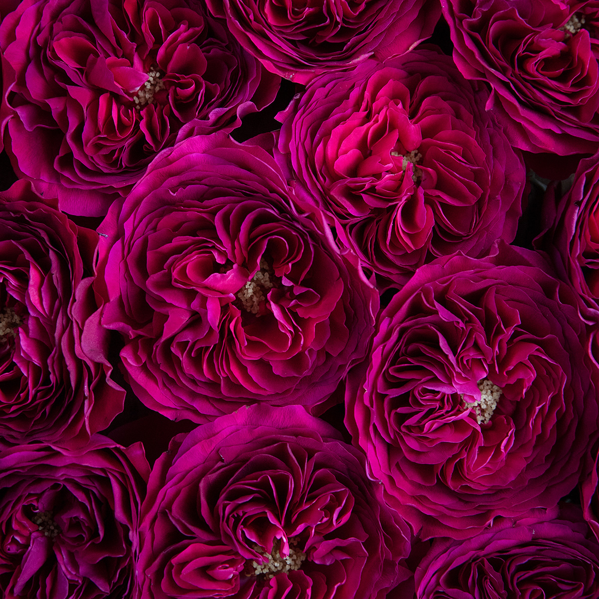 Darcey Parfum Flower Company