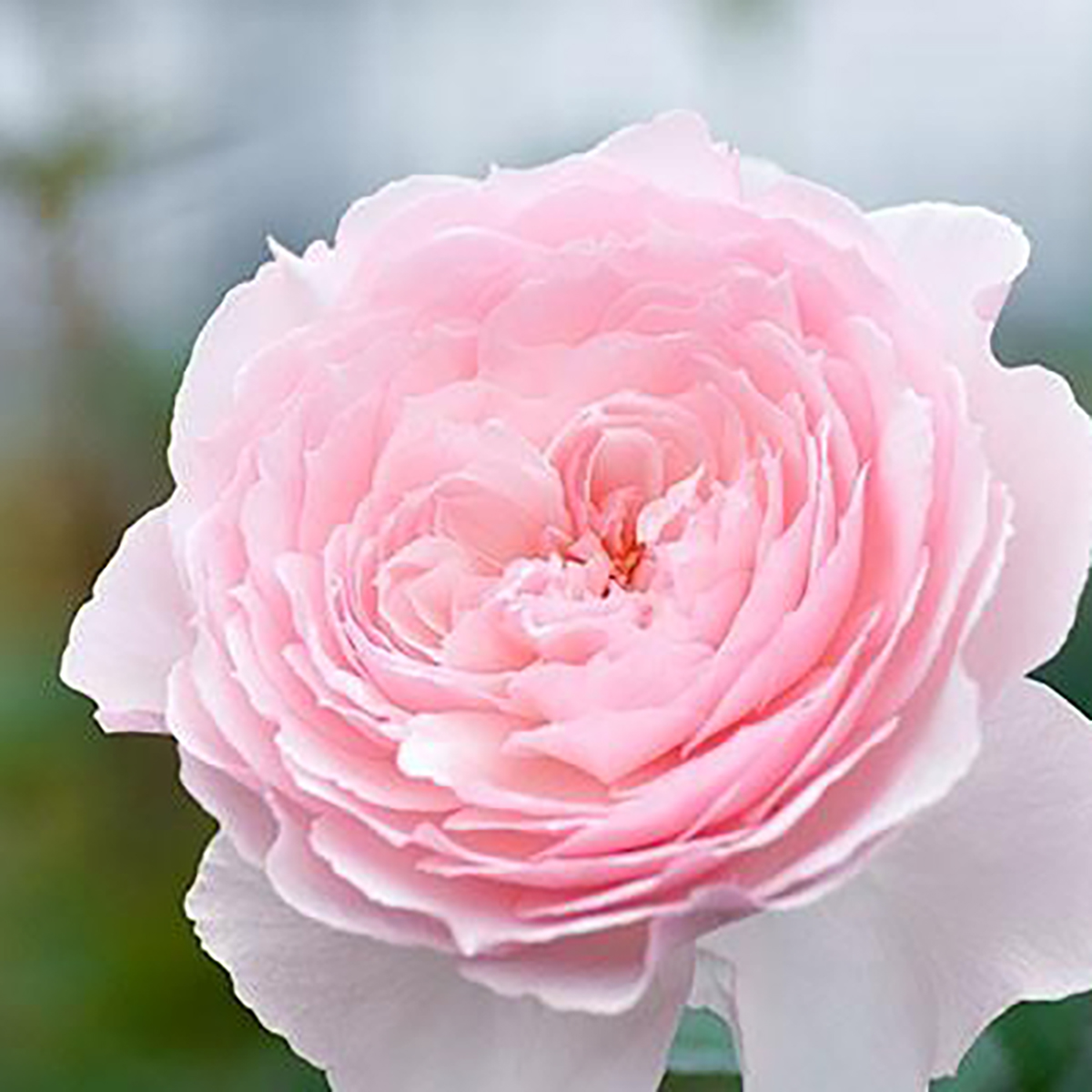 Misaki - Parfum Flower Company