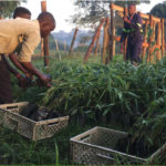Parfum Flower Company compensates remaining emissions by planting bamboo in the Bamboo Village Uganda